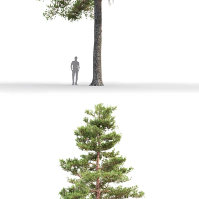 Pine — Ver 2
