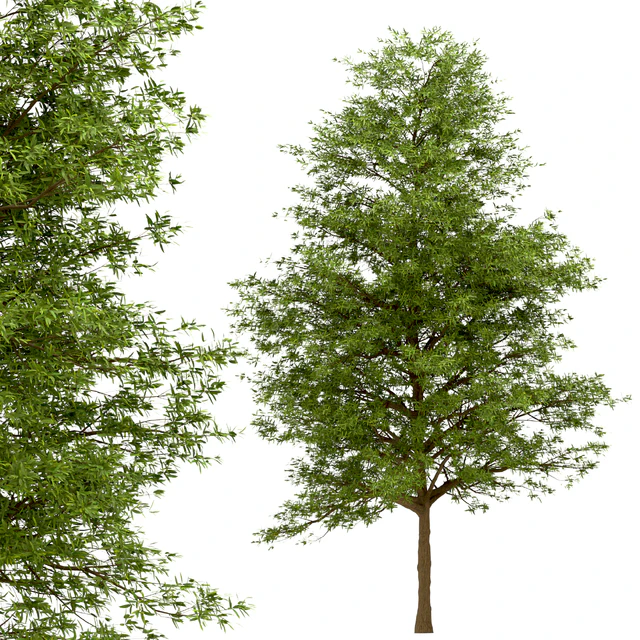 Set of Willow Oak Trees (Quercus phellos) (2 Trees) — Descargar