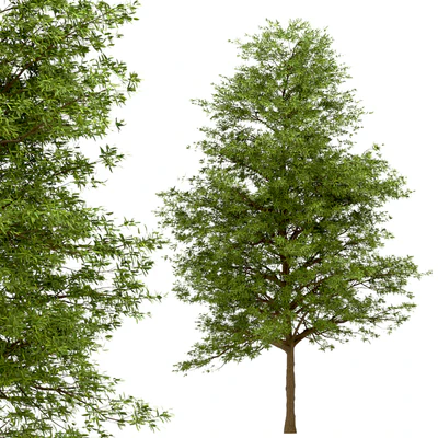 Set of Willow Oak Trees (Quercus phellos) (2 Trees) — Ver 4