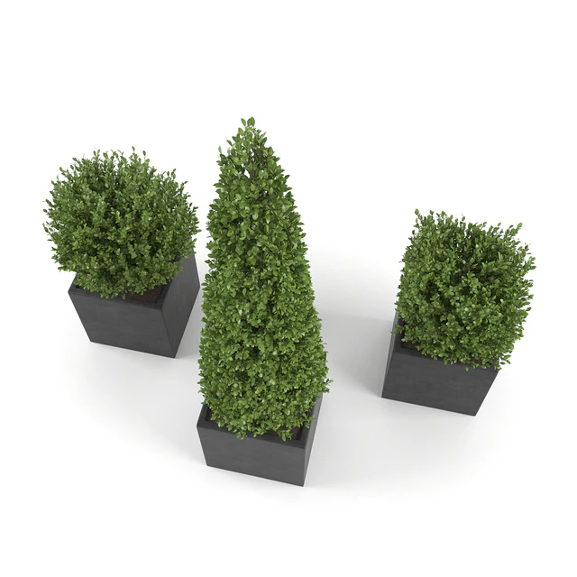 Boxwood - Set 2 — Descargar