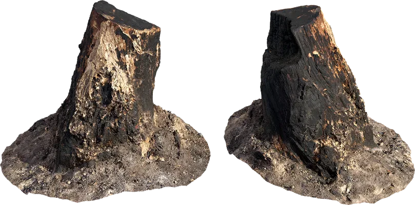 burnt tree stump 003 — Descargar