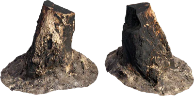 burnt tree stump 003 — Descargar