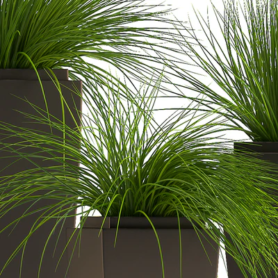 PLANTS 59 — Ver 2