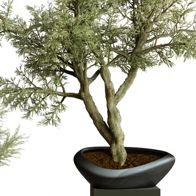 Collection Indoor Plant 72 — Вид 2