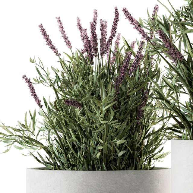 indoor Plant Set 183 - Lavender Bush — Descargar