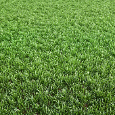 Arch grass 02 — Ver 2