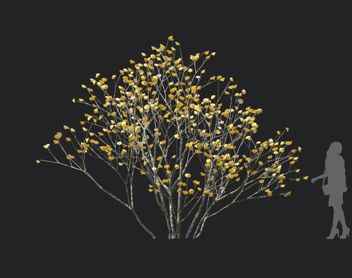 edgeworthia chrysantha 002 — Скачать