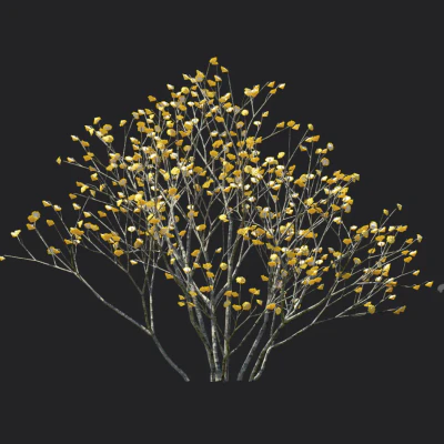 edgeworthia chrysantha 002 — Скачать