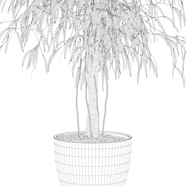 Plants collection 075 - ficus ali — Скачать