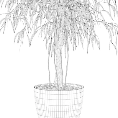 Plants collection 075 - ficus ali — Вид 5