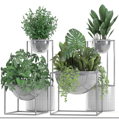 Collection of plants. Schefflera, Tradescantia, black flowerpot, loft, indoor plants, bushes — Ver 3