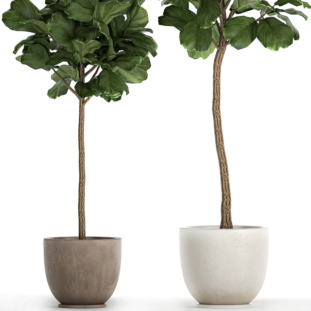 Коллекция растений в горшках Фикус Лирата, дерево, топиарий, интерьерные растения. Набор 1073. — Скачать