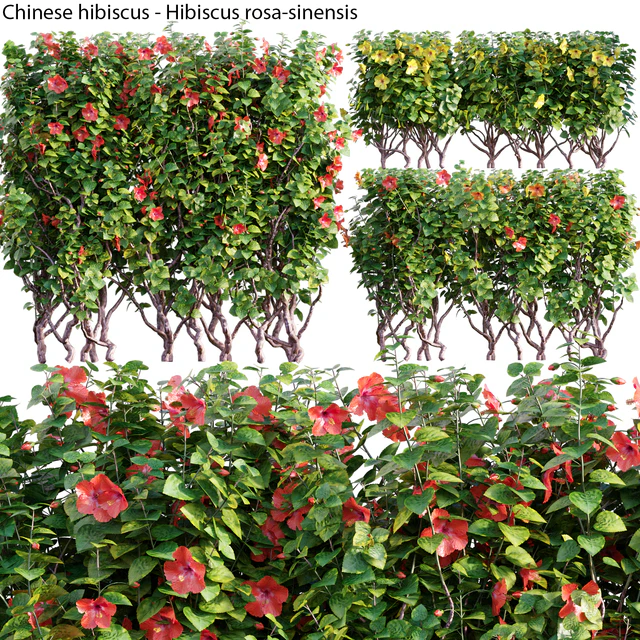 Chinese hibiscus - Hibiscus rosa-sinensis - 03 — Скачать