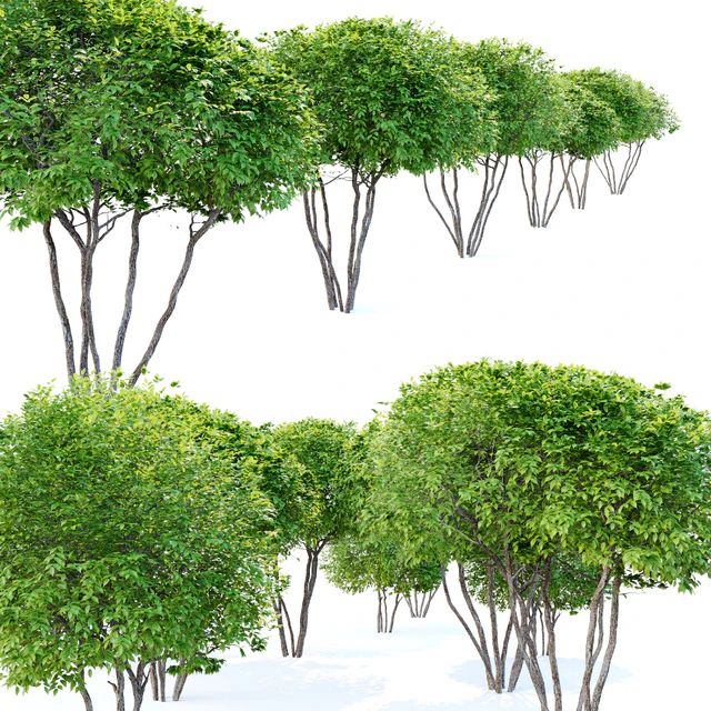 Two coniferous shrub — Скачать