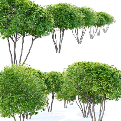 Two coniferous shrub — Вид 2