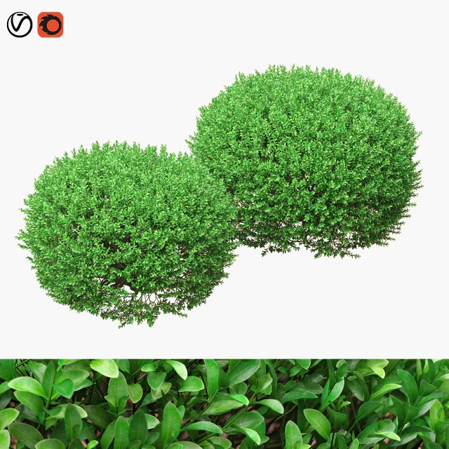 Large round boxwood bushes — Descargar