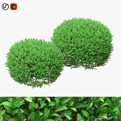 Large round boxwood bushes — Ver 1