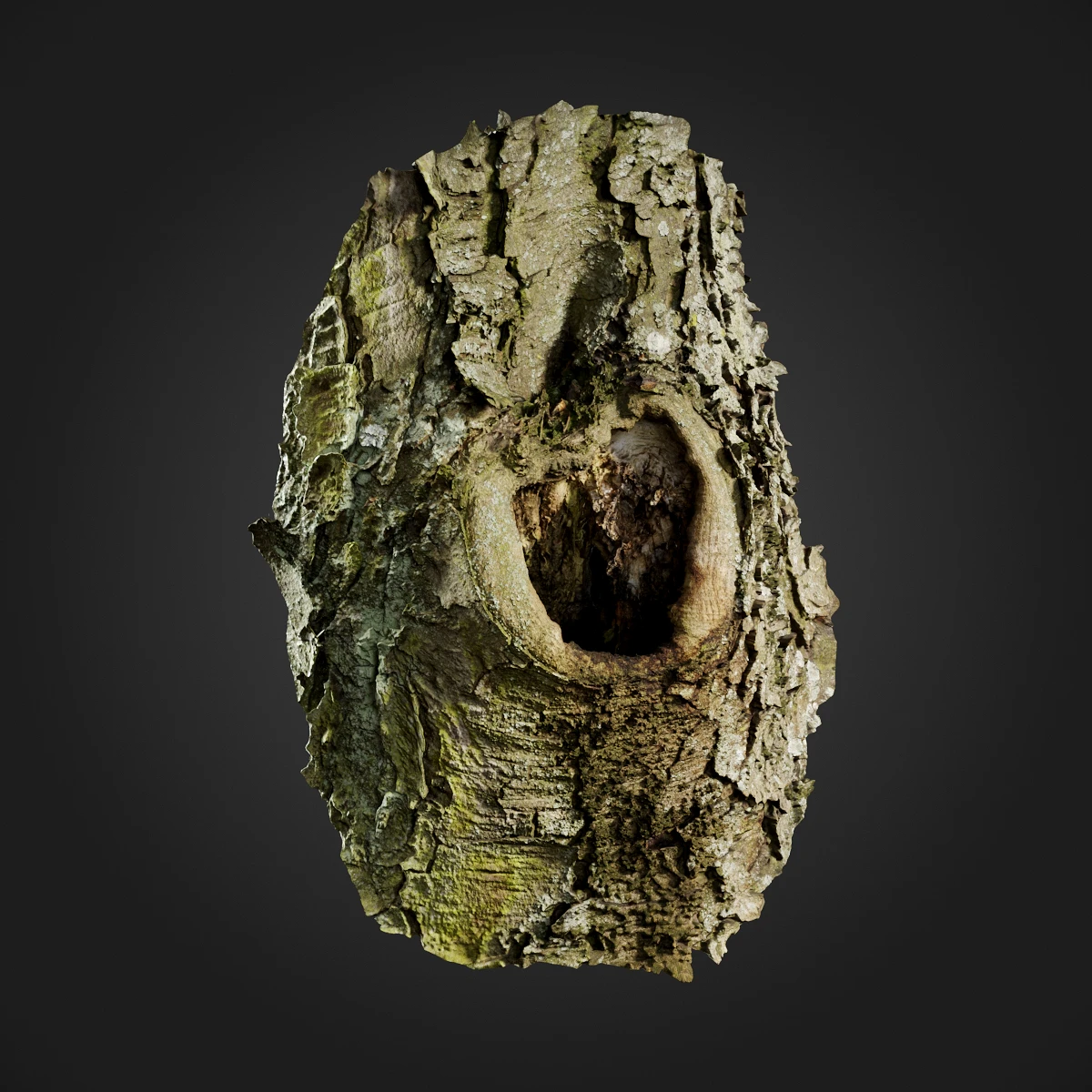 trees and barks 058 — Descargar