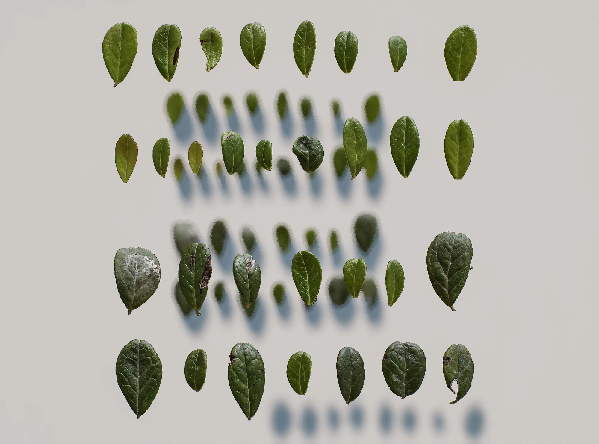 vaccinium vitis-idaea — Скачать