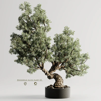 Household olive plant 03 — Вид 4