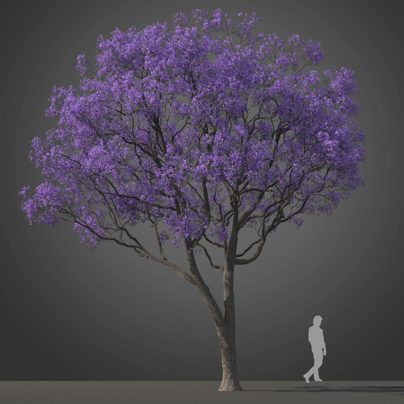 subtropical trees 016 — Скачать