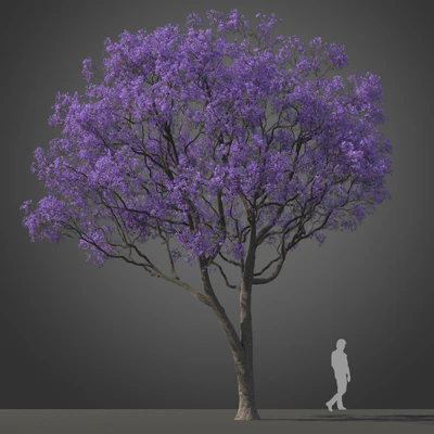 subtropical trees 016 — Скачать