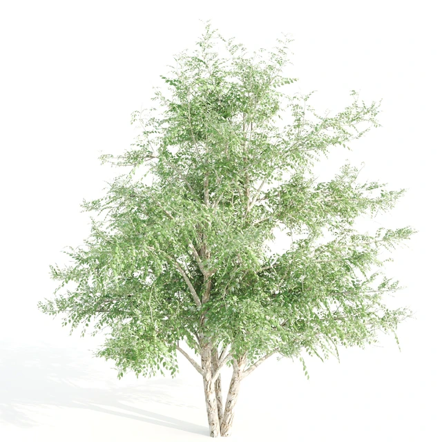 3 black birch — Descargar