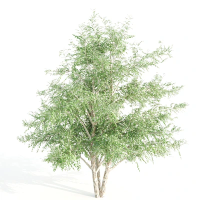 3 black birch — Ver 4