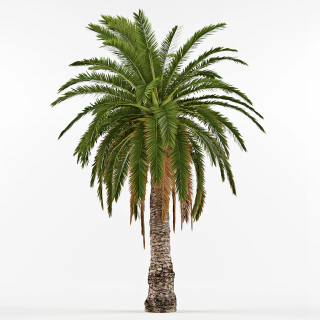 Phenicus Canary / Phoenix Canariensis — Descargar