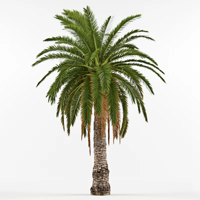 Phenicus Canary / Phoenix Canariensis — Ver 1