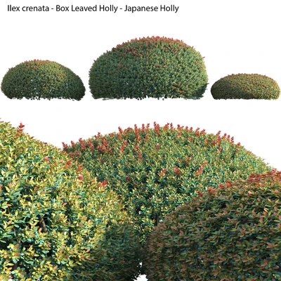 Ilex crenata - Box Leaved Holly - Japanese Holly - 02 — Ver 4