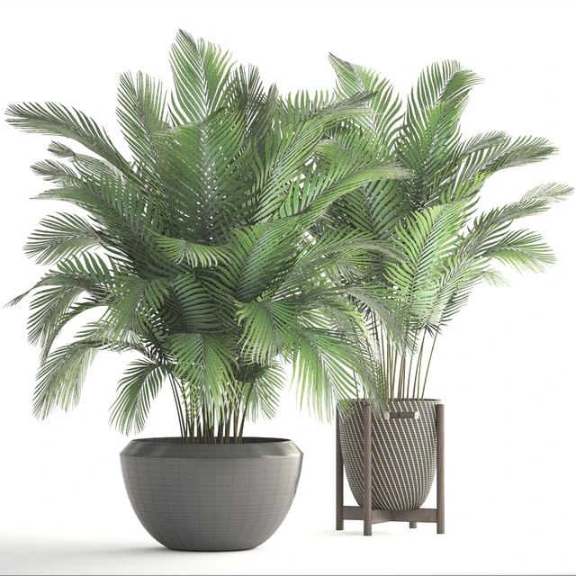 Collection of plants 164. Areca Palm, kentia, hoveya, areca, pot, bush, basket, flowerpot, interior, Howea — Descargar