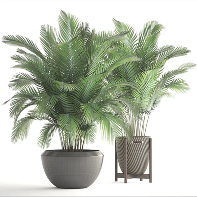 Collection of plants 164. Areca Palm, kentia, hoveya, areca, pot, bush, basket, flowerpot, interior, Howea — Ver 3