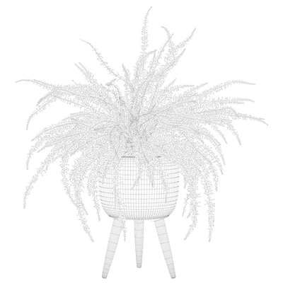 Fern indoor 01 — Вид 2