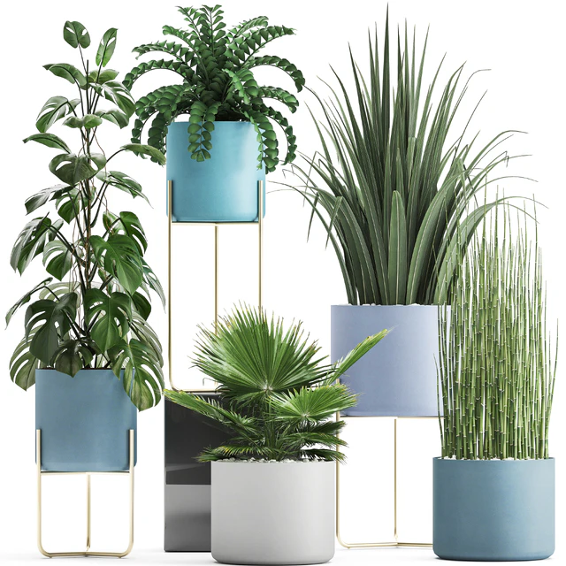 Plant collection 281. Monstera, brachea, palm tree, horsetail, indoor plants, pot, Scandinavian style, bushes, exotic, indoor — Descargar