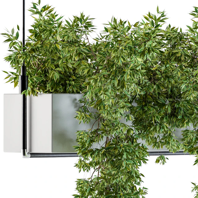 Hanging box plant — Descargar