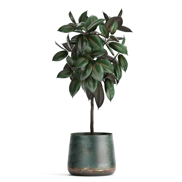 Collection of plants in outdoor metal rusty pots Tree, Banana palm, Ficus lyrata. Set 942. — Descargar
