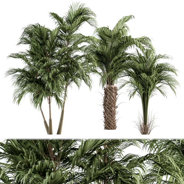 Three Type Palm Tree - Tree Set 55 — Descargar