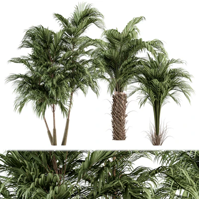 Three Type Palm Tree - Tree Set 55 — Ver 1