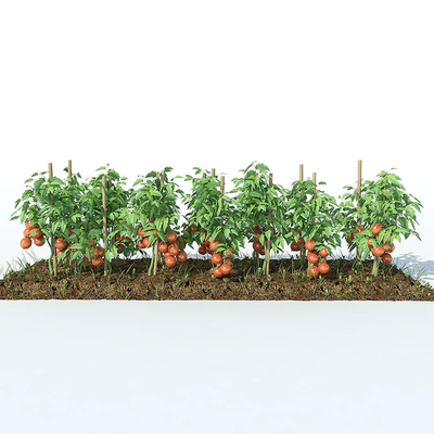 Tomato — Ver 2