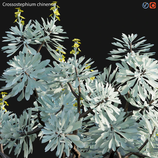 Crossostephium chinense - graphalium spp — Descargar