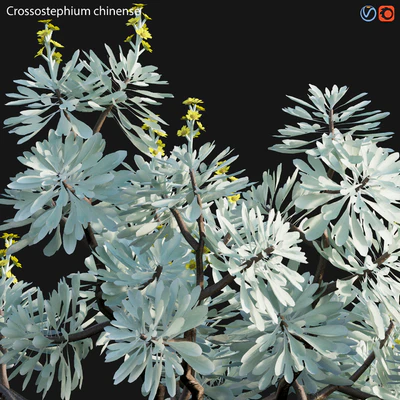 Crossostephium chinense - graphalium spp — Ver 7