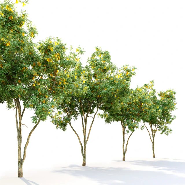 Golden rain tree 2 — Скачать