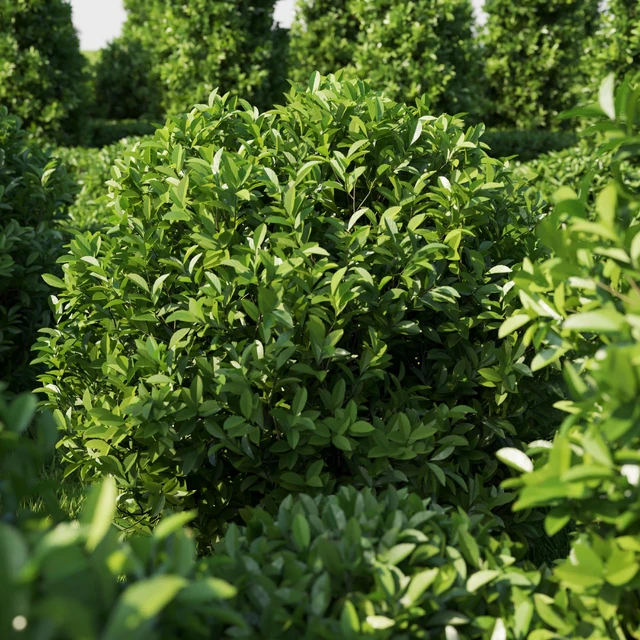 Garden Plant Set 02 Ficus annulata. — Скачать