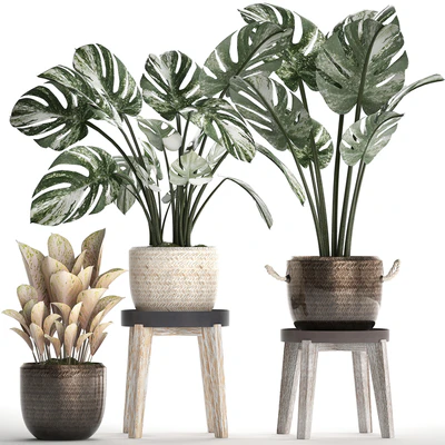 Collection of small plants in modern stylish glossy pots rattan baskets with Monstera variegated, luxury. Set 450. — Ver 1