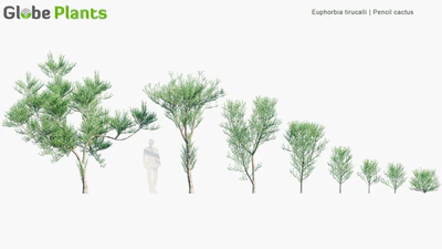 euphorbia tirucalli — descargar