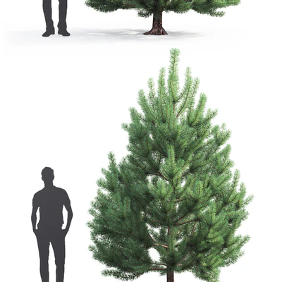 Pine — Ver 3