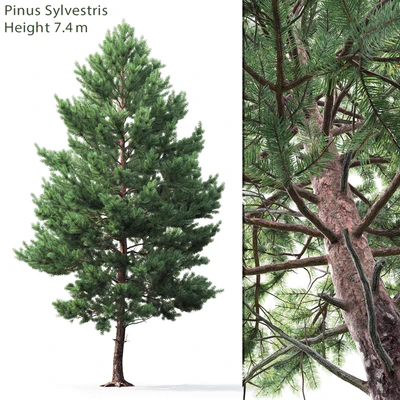 Pine — Ver 1
