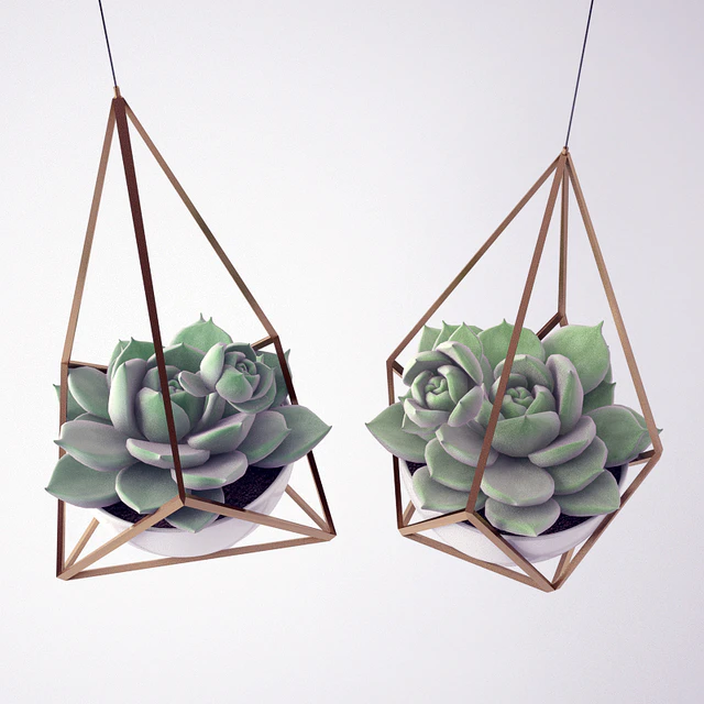 Sempervivum / Stone Rose / young — Descargar