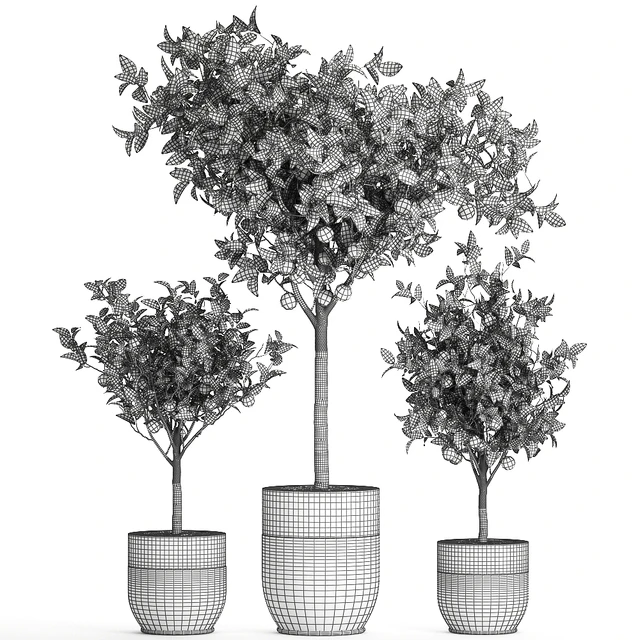 A collection of fruit orange trees in black pots Orange, outdoor flowerpot for the garden. Set 718. — Descargar